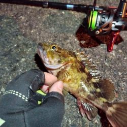 2023/02/05 南港ライトゲーム釣行