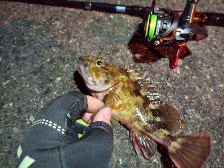 2023/02/05 南港ライトゲーム釣行