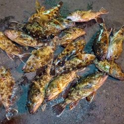 2023/02/07 南港ライトゲーム釣行