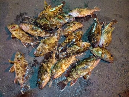 2023/02/07 南港ライトゲーム釣行…