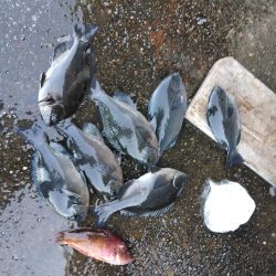 フカセ‥最高ですネ・・風強・・