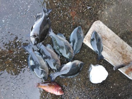 フカセ‥最高ですネ・・風強・・