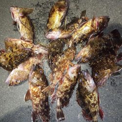 2023/02/09 南港ライトゲーム釣行