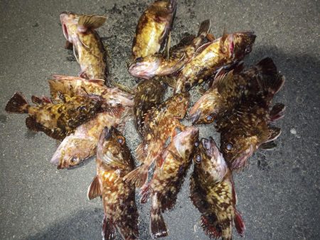 2023/02/09 南港ライトゲーム釣行…