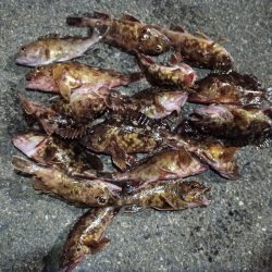 2023/02/12 南港ライトゲーム釣行