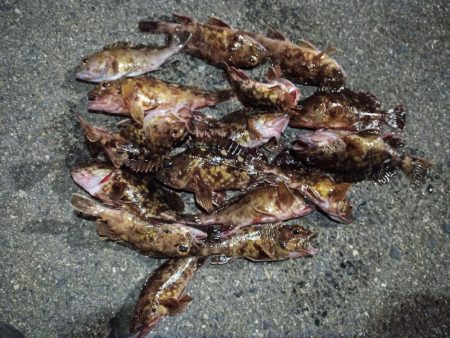 2023/02/12 南港ライトゲーム釣行