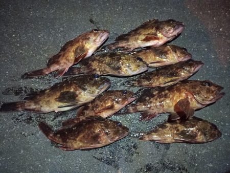 2023/02/16 南港ライトゲーム釣行…