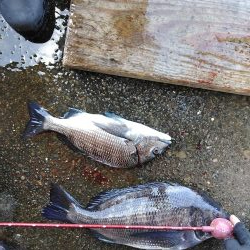 フカセ‥最高ですネ・・