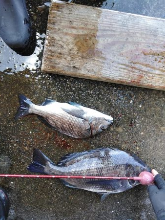 フカセ‥最高ですネ・・