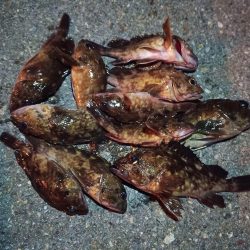 2023/02/17 南港ライトゲーム釣行