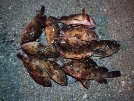 2023/02/17 南港ライトゲーム釣行…