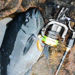 メバルルアーにグレ