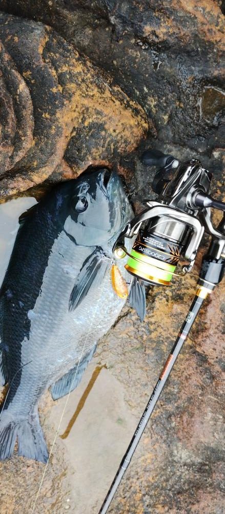 メバルルアーにグレ