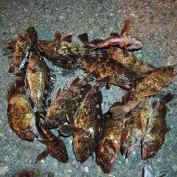 2023/02/22 南港ライトゲーム釣行