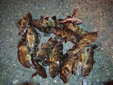 2023/02/22 南港ライトゲーム釣行