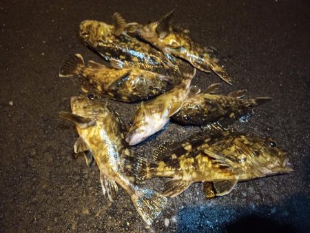 2023/02/24 南港ライトゲーム釣行