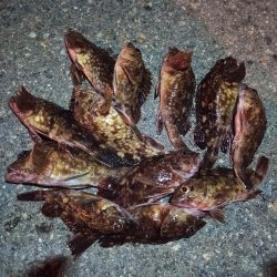 2023/02/27 南港ライトゲーム釣行