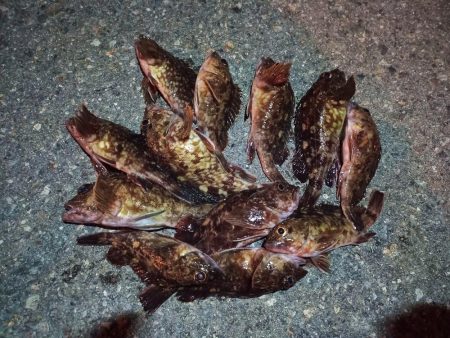 2023/02/27 南港ライトゲーム釣行…