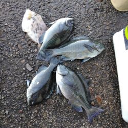 フカセ‥最高ですネ・・