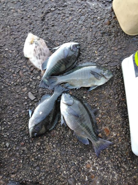 フカセ‥最高ですネ・・