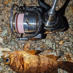 ナイトメバリング