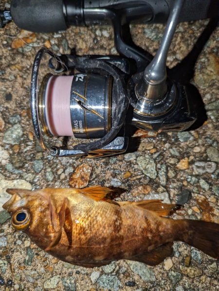 ナイトメバリング