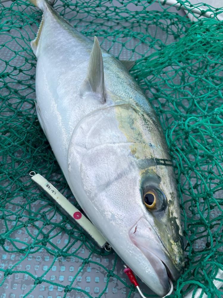 ヒラマサジギング