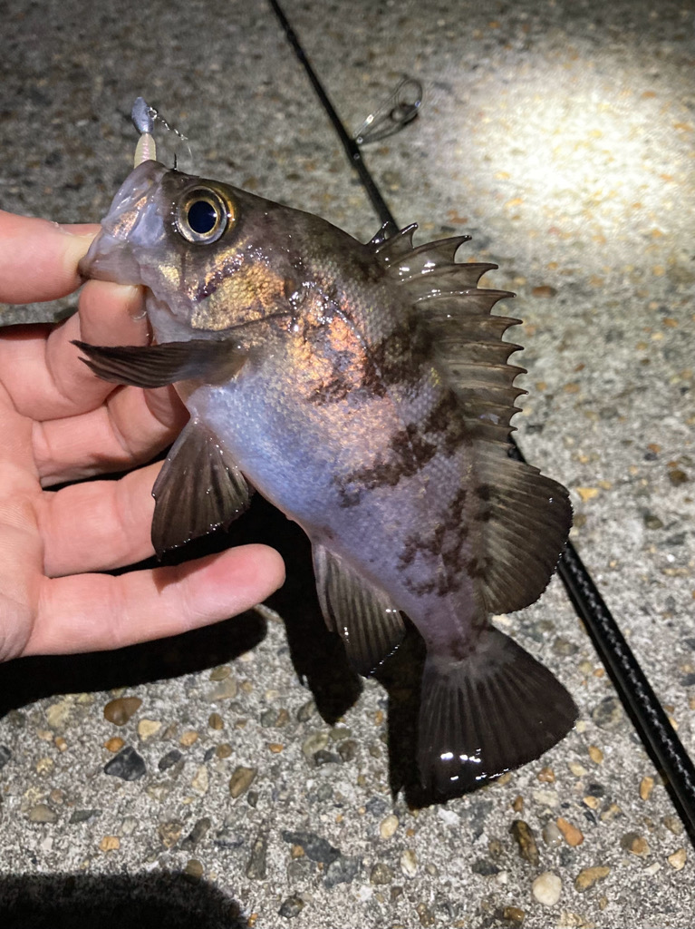 安定して来ました