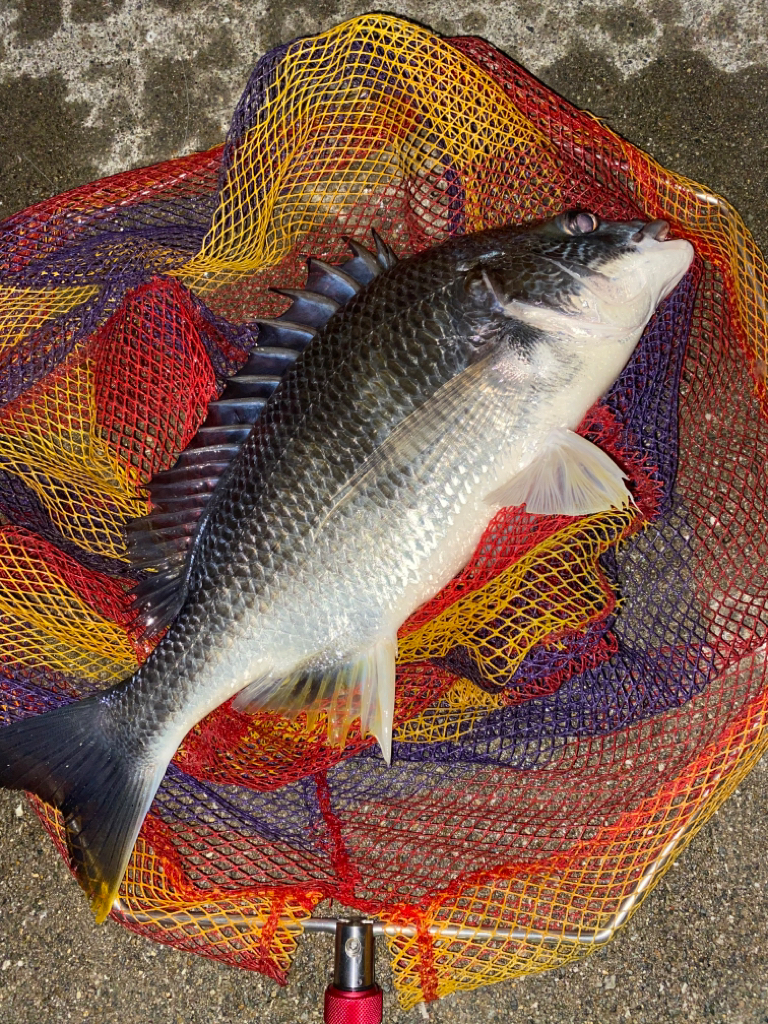 ヘチってきました