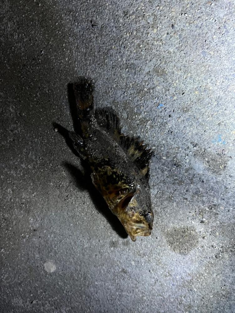 四日市ライトロック