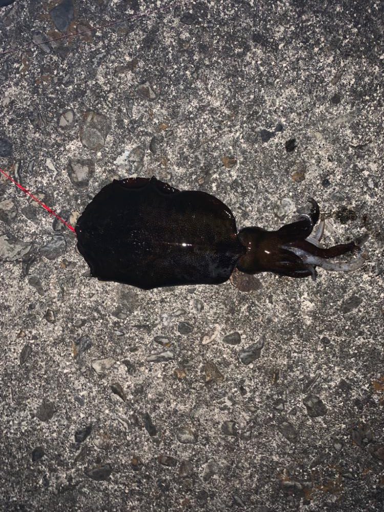 アオリイカ釣り