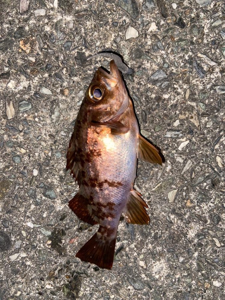 久しぶりのライトゲーム