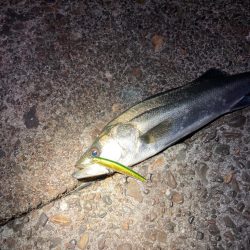 久しぶりの50オーバー