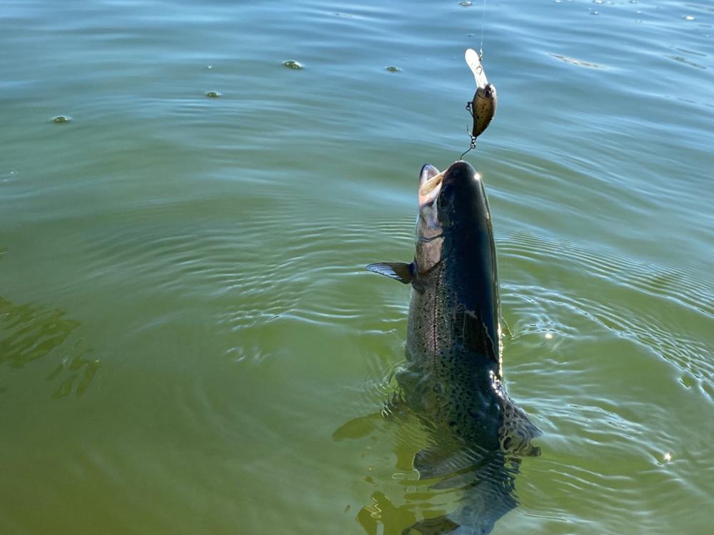 かめプー　春です。　エリアトラウト