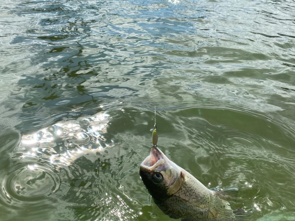 かめプーはよく釣れます。