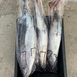 今シーズン4回目のトンジギ