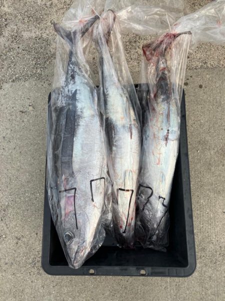 今シーズン4回目のトンジギ