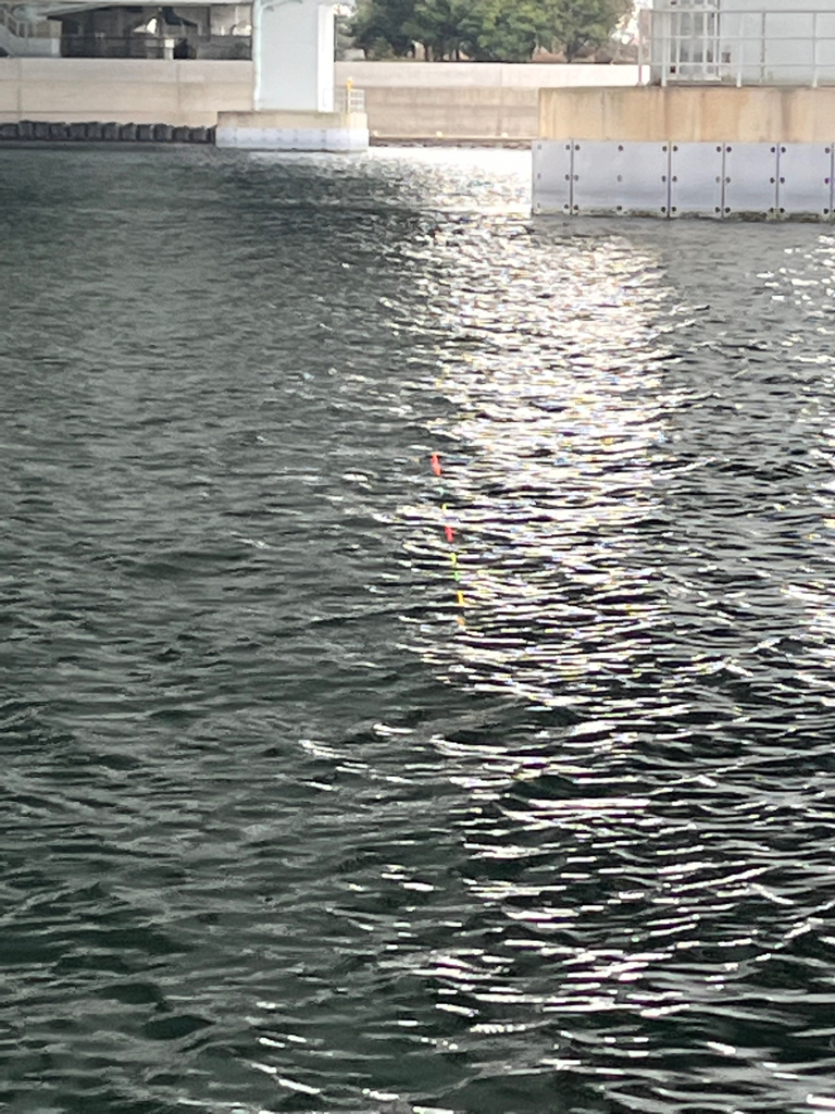 遠矢ウキサイコー