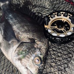 ヘチってきました