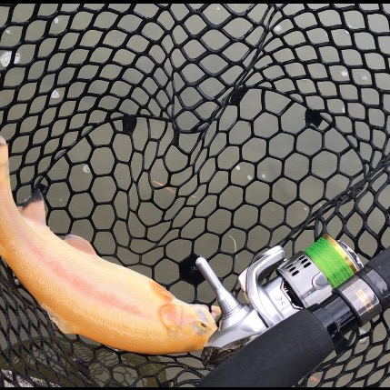 庄原リベンジトラウト無事つ抜け！