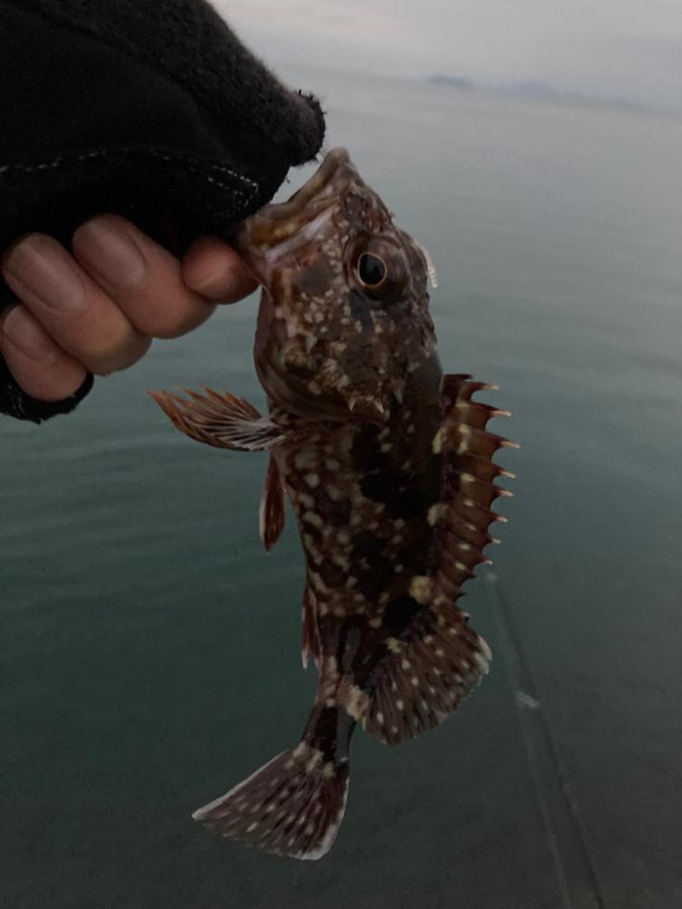 ロックフィッシュゲーム