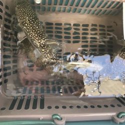 淡路カットウ釣り