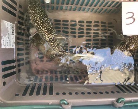 淡路カットウ釣り