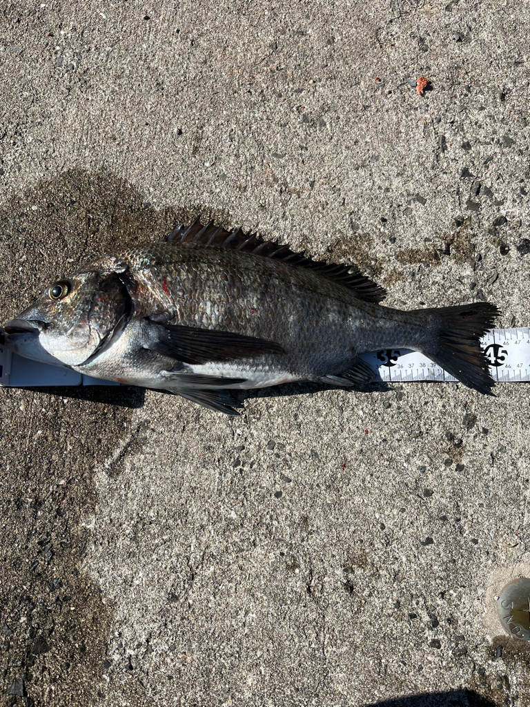 大三島　フカセ釣り