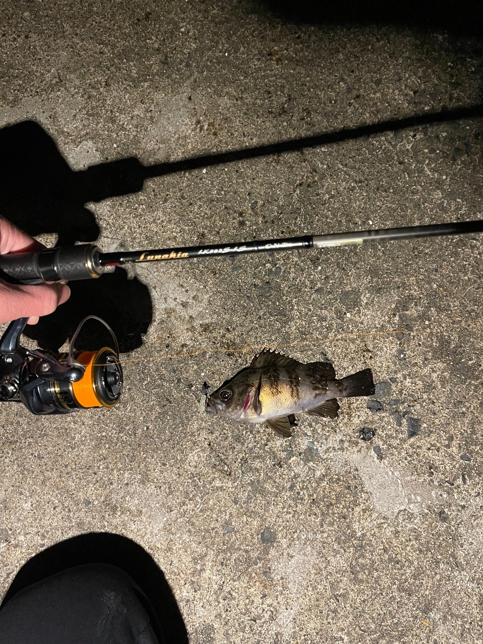 21コルトvsルナキア-徹底比較してみた