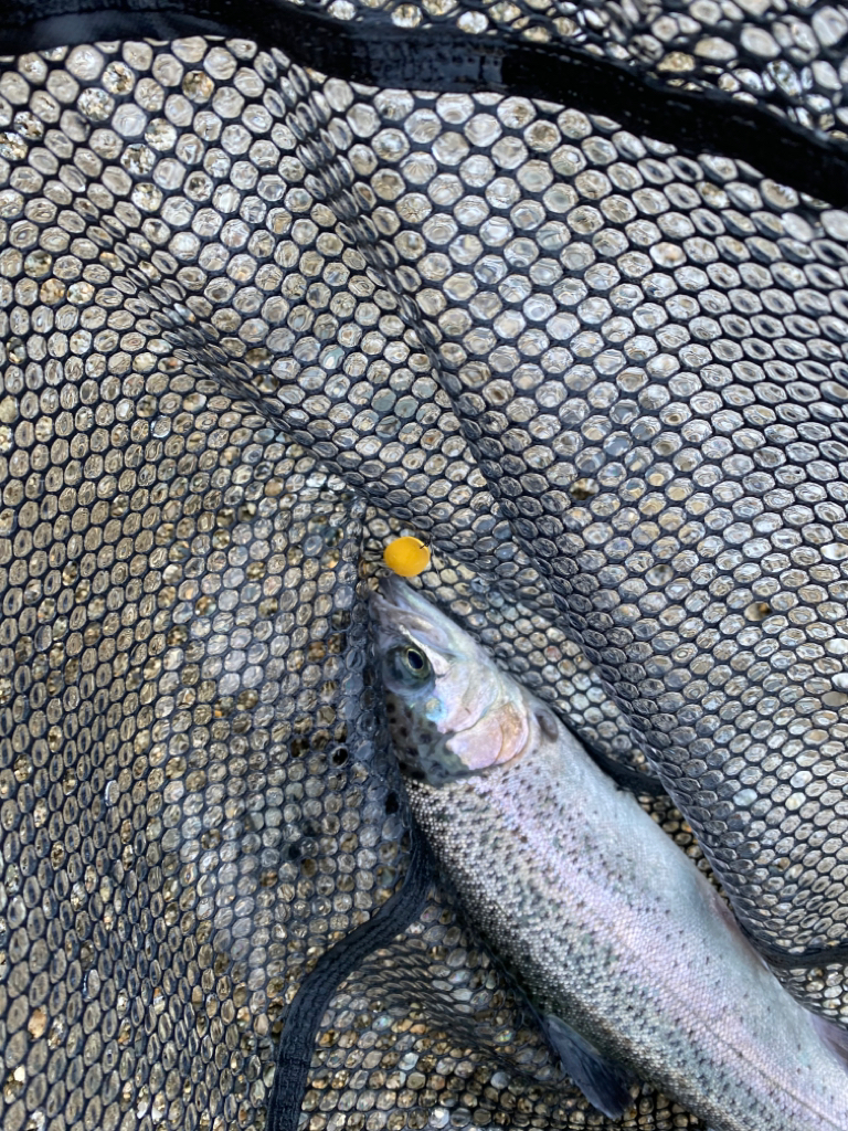 50アップを求めて