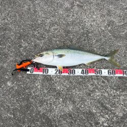 ナブラを追って隣の港まで(笑)