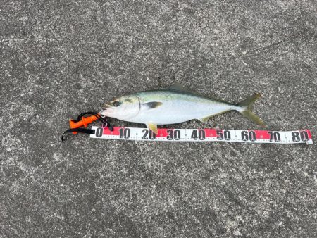 ナブラを追って隣の港まで（笑）