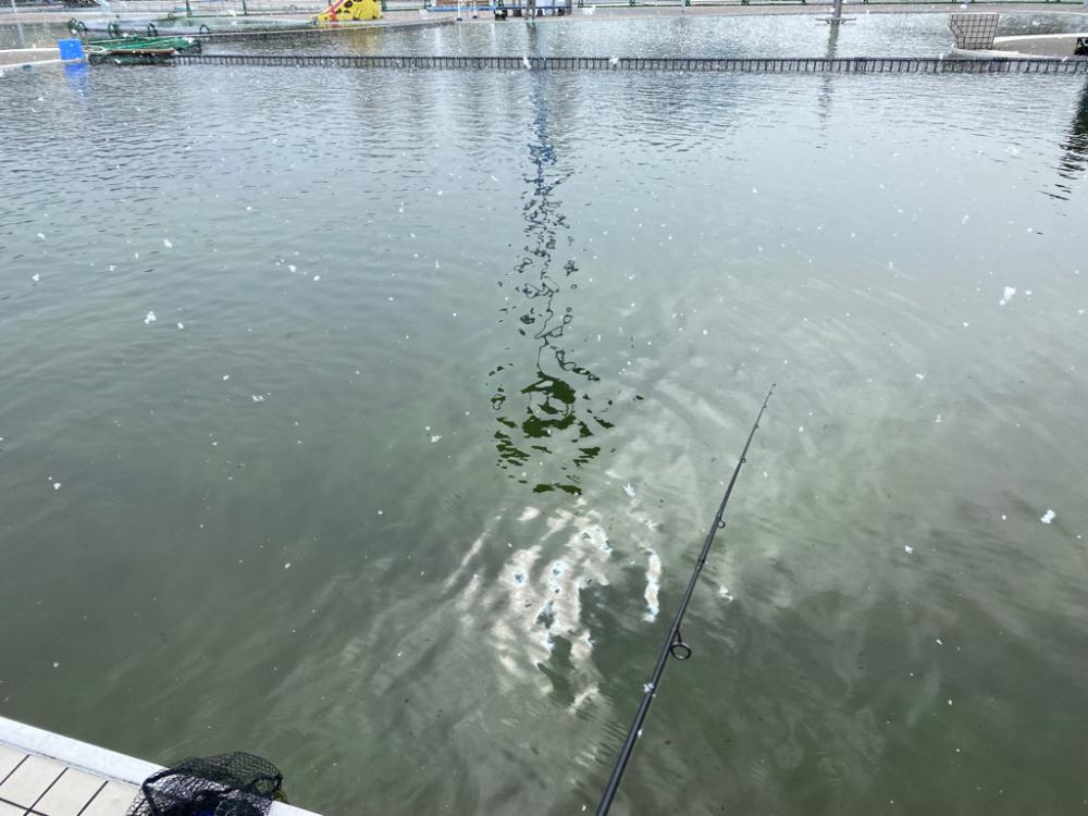 かめプー爆釣　エリアトラウト