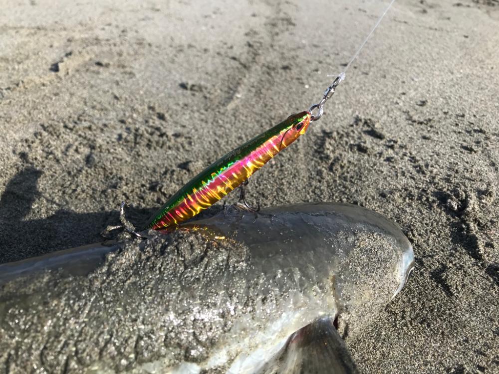 ボウズとサーフとボラ